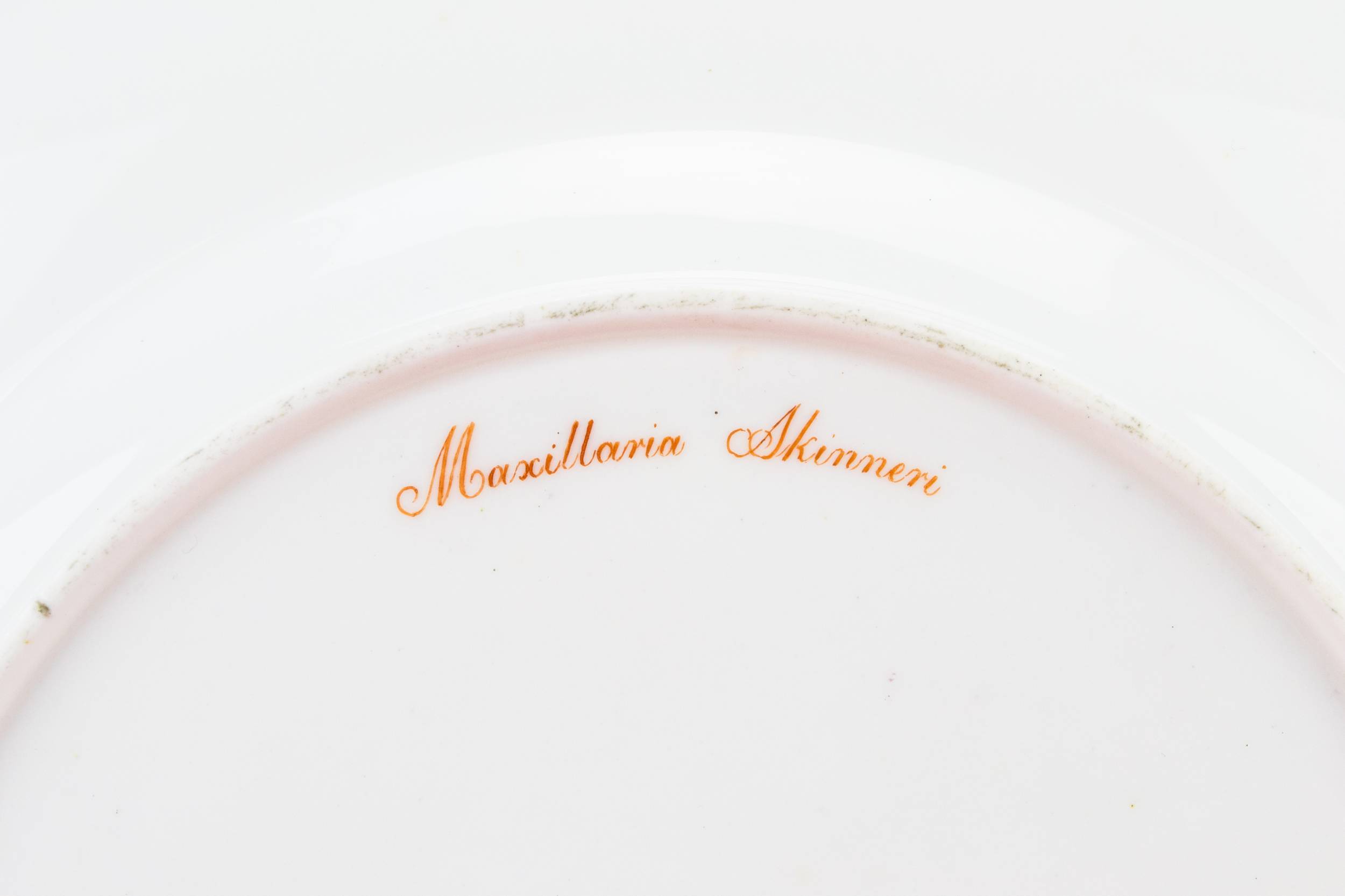 Spectacular Porcelain Floral — Painted orchid dinner plate 3