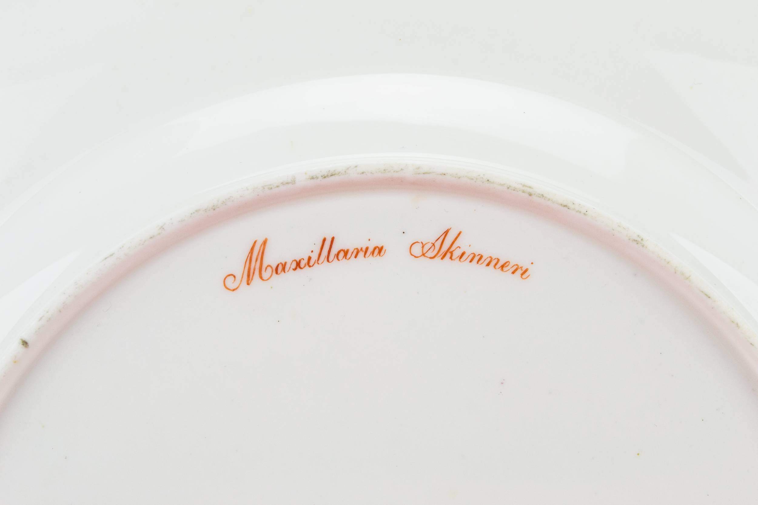 Spectacular Porcelain Floral — Painted orchid dinner plate 6